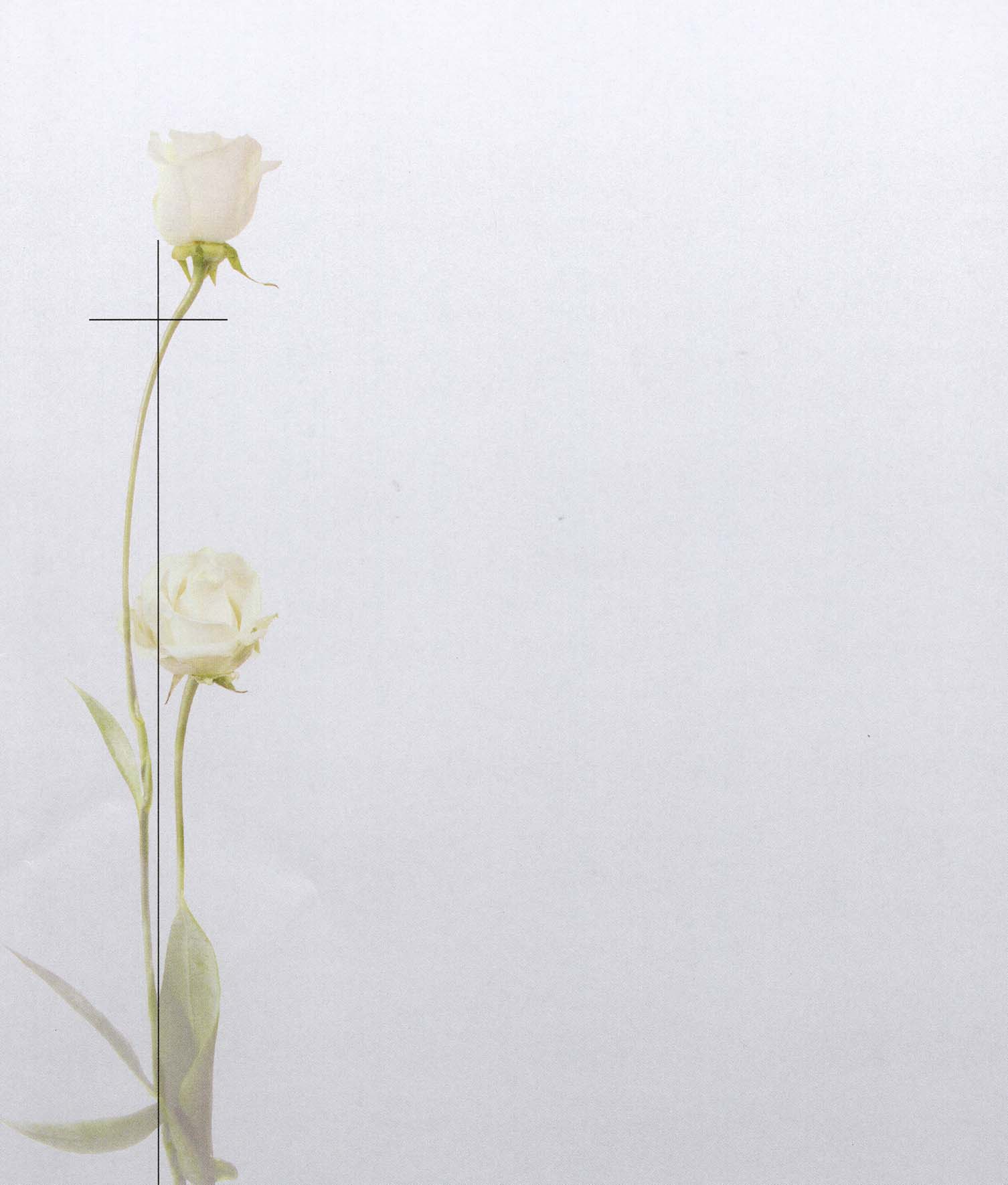 Rose 10